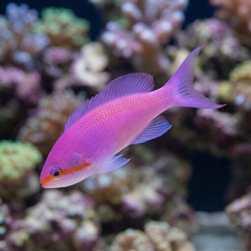 Amethyst Anthias - Image 3