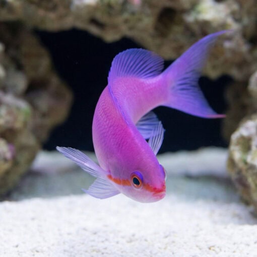 Amethyst Anthias - Image 4