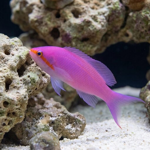 Amethyst Anthias - Image 5