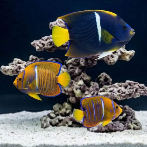 Passer Angelfish (Holacanthus passer) adult with juvenile pair near coral rock on white sand in aquarium