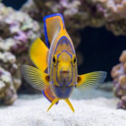 Passer Angelfish (Holacanthus passer) facing forward near sandy substrate with vivid blue markings and yellow pectoral fins spread wide