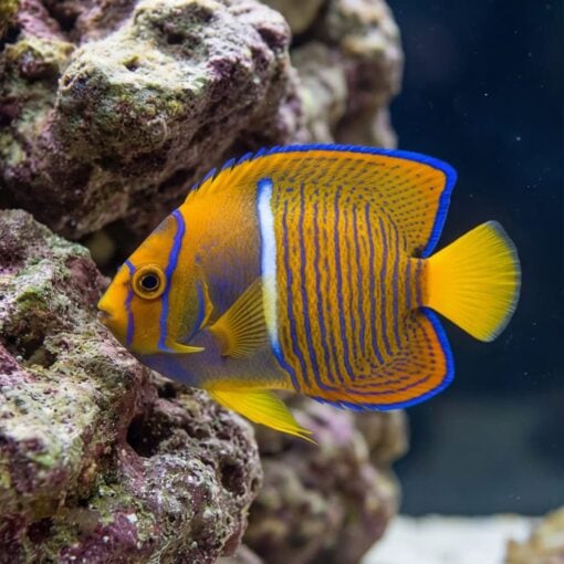 Passer Angelfish (Holacanthus passer) juvenile with vivid orange body blue stripes near coral rock reef aquarium