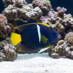 Passer Angelfish (Holacanthus passer) swimming near coral reef, showcasing vivid blue body, white bar, and yellow fins