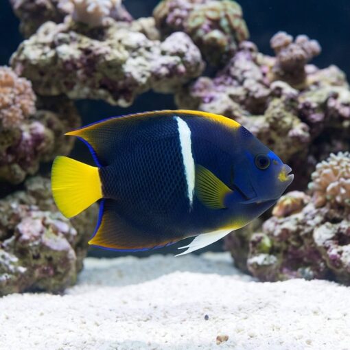 Passer Angelfish (Holacanthus passer) swimming near coral reef, showcasing vivid blue body, white bar, and yellow fins