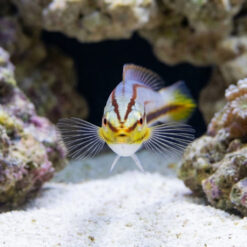 Alternative view of Pastel Slender Wrasse
