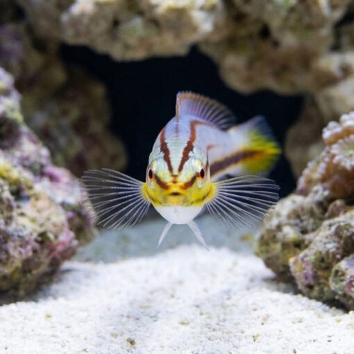 Pastel Slender Wrasse - Image 2