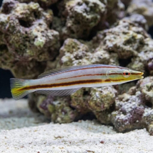 Pastel Slender Wrasse - Image 3