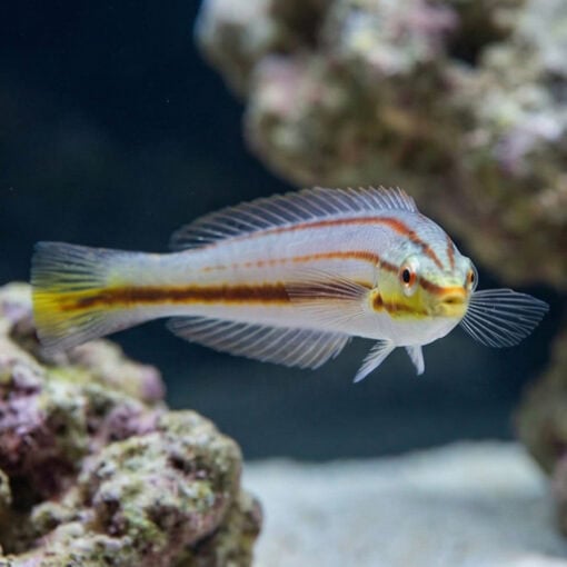 Pastel Slender Wrasse - Image 4
