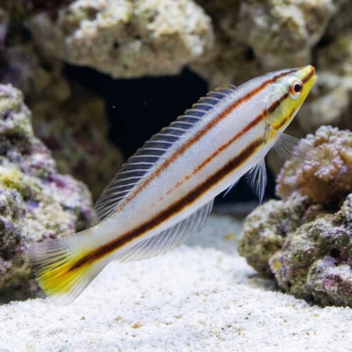 Pastel Slender Wrasse - Image 5