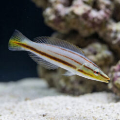 Pastel Slender Wrasse