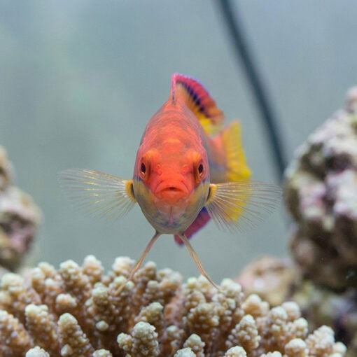 Temmincki Fairy Wrasse - Image 2