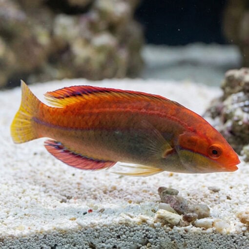 Temmincki Fairy Wrasse - Image 3