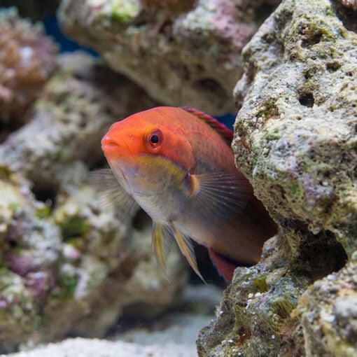 Temmincki Fairy Wrasse - Image 4