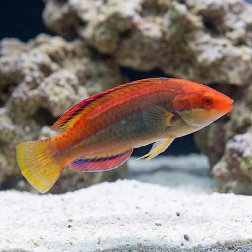 Temmincki Fairy Wrasse - Image 5