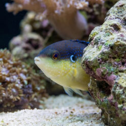 Alternative view of Black-Backed Wrasse