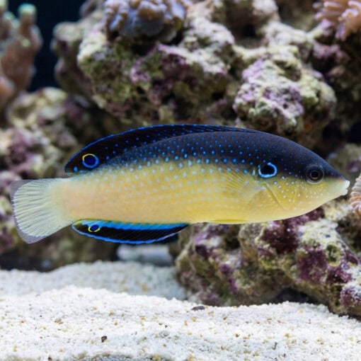 Black-Backed Wrasse - Image 4