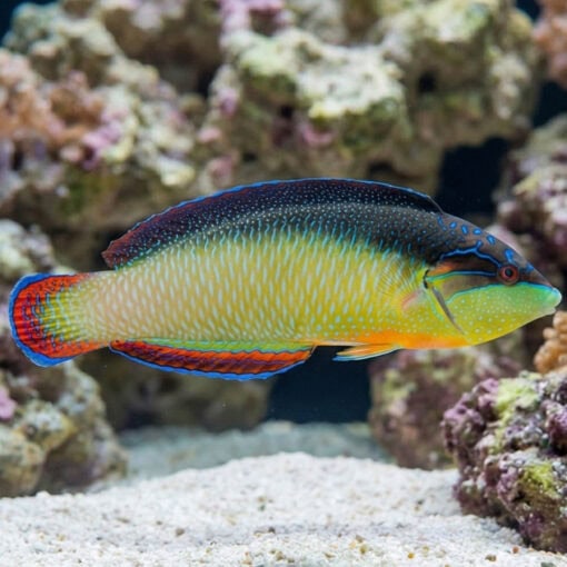 Black-Backed Wrasse - Image 3
