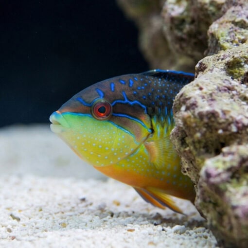 Black-Backed Wrasse - Image 5