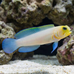 Pearly Jawfish