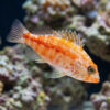 Peppermint Basslet