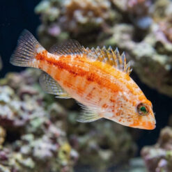 Peppermint Basslet