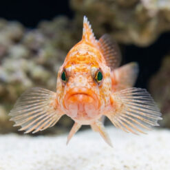 Alternative view of Peppermint Basslet