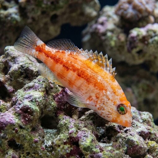 Peppermint Basslet - Image 3