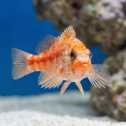 Peppermint Basslet - Image 4