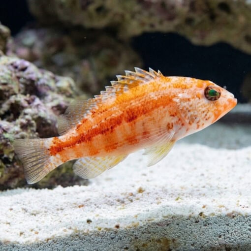 Peppermint Basslet - Image 5