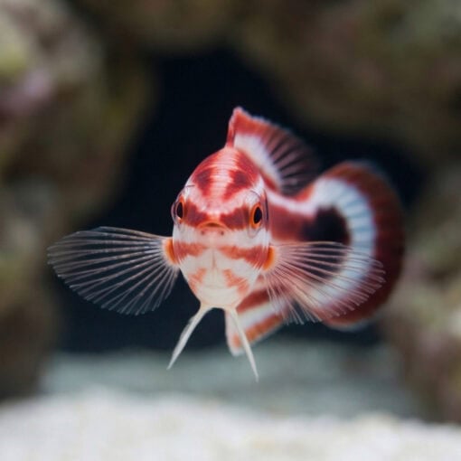 Crescent-Tail Hogfish - Image 2