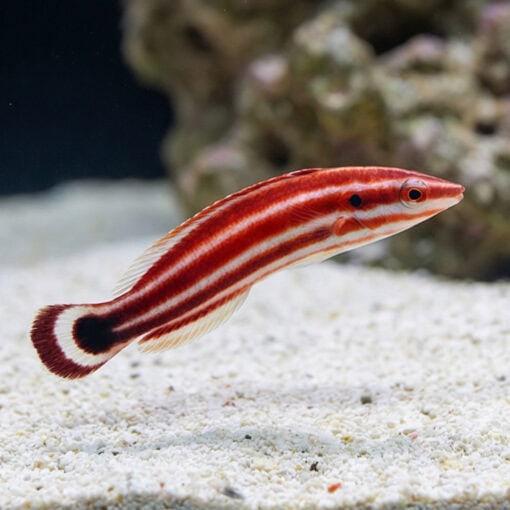 Crescent-Tail Hogfish - Image 3