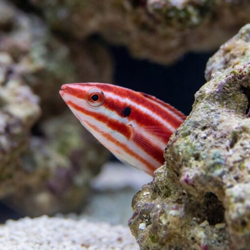 Crescent-Tail Hogfish - Image 4