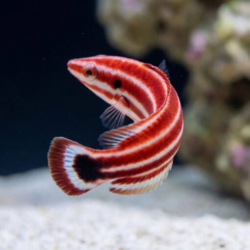 Crescent-Tail Hogfish - Image 5