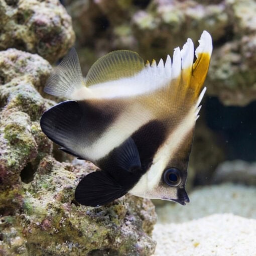 Phantom Heniochus