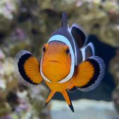Alternative view of Black Photon Hybrid Clownfish: Captive Bred