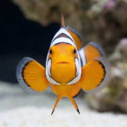 Alternative view of Black Picasso Percula Clownfish: Captive Bred P3 Grade