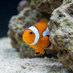 Alternative view of Picasso Percula Clownfish: Captive Bred