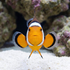 Alternative view of Picasso Percula Clownfish: Captive Bred Grade B