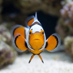 Alternative view of Black Picasso Percula Clownfish: Captive Bred Grade P1