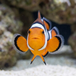 Alternative view of Black Picasso Percula Clownfish: Captive Bred P2 Grade