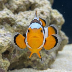 Alternative view of Black Picasso Percula Clownfish: Captive Bred Grade P3