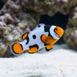 Picasso Percula Clownfish: Captive Bred Grade A2