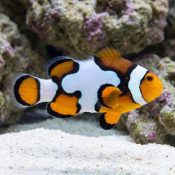 Picasso Percula Clownfish: Captive Bred Grade B