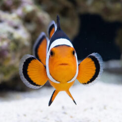 Alternative view of Premium Picasso Percula Clownfish: Captive Bred