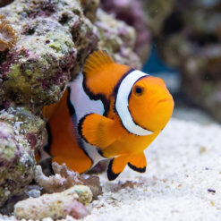 Alternative view of Semi Picasso Percula Clownfish: Captive Bred