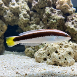 Picta Coris Wrasse
