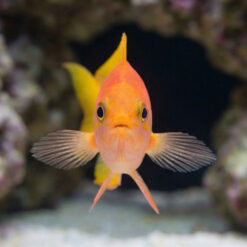 Alternative view of Pictilis Anthias