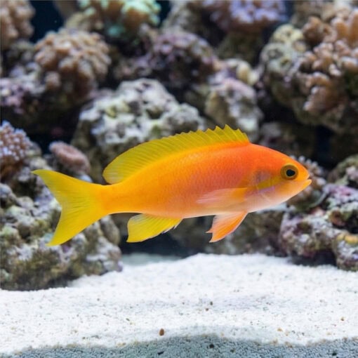 Pictilis Anthias - Image 3