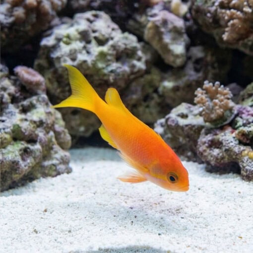 Pictilis Anthias - Image 5