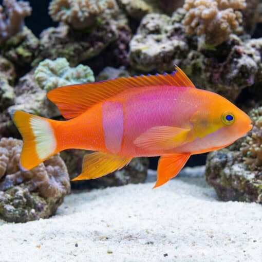 Pictilis Anthias - Image 4